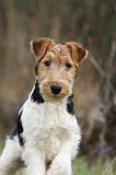 FOX TERRIER 577